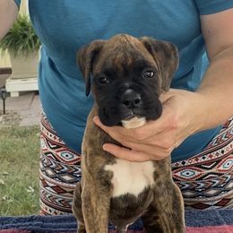 Brindle boy - Brindle male Boxer puppy in Wellsville, Missouri from Casino Boxers