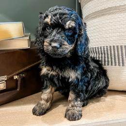 Wilder - Black and tan male Cavapoo puppy in Flagstaff, Arizona from Gunstock Doodles