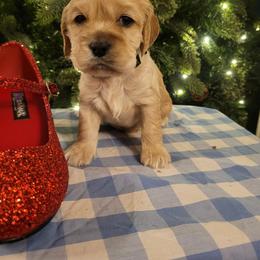 Grey Boy - Buff male Cockapoo puppy in Dayton, Ohio from There's no place like home spaniels