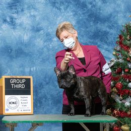 French Bulldogs from Imperiale French Bulldogs