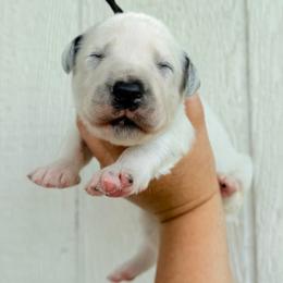 Phinny - LUA long coat - White and black male Dalmatian puppy in Jefferson, Georgia from Spotted Jewels Dalmatians