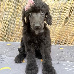 Estella (wJamie) - Silver female Poodle puppy in Meadowbrook, California from Standard Poodle Pups