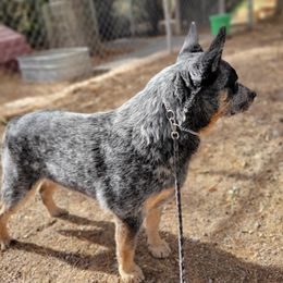 Australian Cattle Dogs from Cynlee Australian  Cattle Dogs
