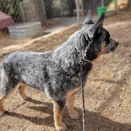 Australian Cattle Dogs from Cynlee Australian  Cattle Dogs