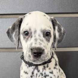 Black collar female - White and black female Dalmatian puppy in Sacramento, California from Dream Dalmatians