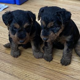 Welsh Terrier Puppies from Snow Dragon Welsh Terriers