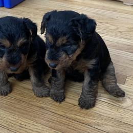 Welsh Terrier Puppies from Snow Dragon Welsh Terriers