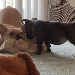American Bully Puppies from Impressive Bred Bullies