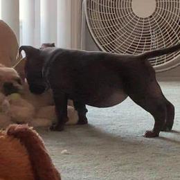 American Bully Puppies from Impressive Bred Bullies