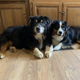 Jake - Australian Shepherd
