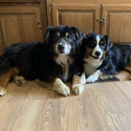 Jake - Australian Shepherd