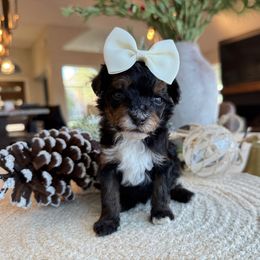 K Maroon Girl - Phantom female Goldendoodle puppy in Lewisville, Texas from Texas Goldendoodle Lovers