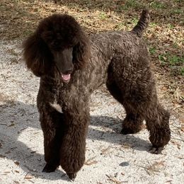 Lincoln - Goldendoodle