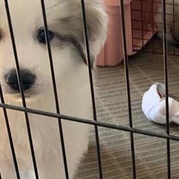 Gabriel - White and badger male Great Pyrenees puppy in Cincinnati, Ohio from Yelah Pyrenees