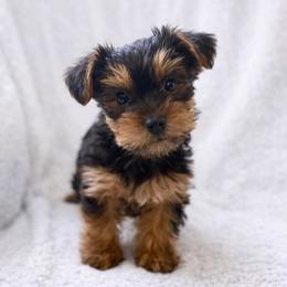 Harlow - Black and tan male Yorkshire Terrier puppy in Iron Mountain, Michigan from Celestial Family Terriers (Yooper Yorkies)