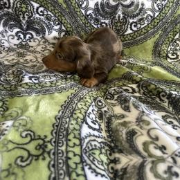 Male 2 - Dapple male Dachshund puppy in Sauk Village, Illinois from Midwest Timberland Pups