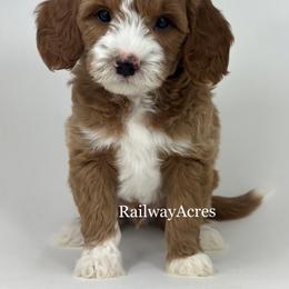 Woody - Apricot male Goldendoodle puppy in Milford, Indiana from Railway Acres Kennel