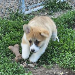 Girl 1 - Red female Pembroke Welsh Corgi puppy in Grand Ledge, Michigan from Denise Hawkins' Corgis, Swedish Vallhunds