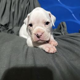 Hendrix - White male Boxer puppy in Kennewick, Washington from East River Boxers