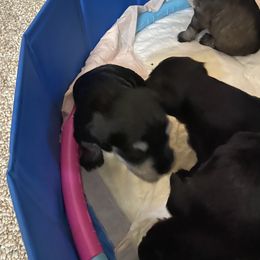 Miniature Schnauzer and Poodle Puppies from Bits & Bytes Farm