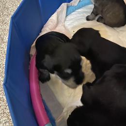 Miniature Schnauzer and Poodle Puppies from Bits & Bytes Farm