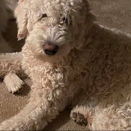 Goldendoodle All Grown Up from Doodle Tree