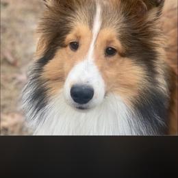 Flash - Shetland Sheepdog