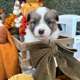 Hazel - Blue female Pembroke Welsh Corgi puppy in Paxton, Illinois from McGovern Family Corgis