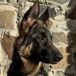 German Shepherds from Clever Boots Kennel