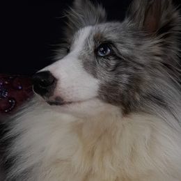 KK - Shetland Sheepdog