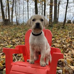 Charlie - Yellow male Labrador Retriever puppy in Alger, Ohio from Osborne Family Retrievers