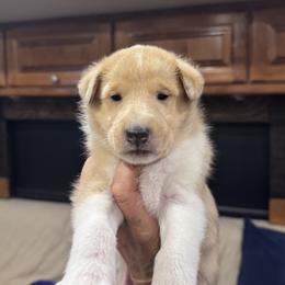 Cortina - Sable merle and white female Collie puppy in Bennett, Colorado from CYNDELLA COLLIES