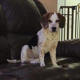 Beagle All Grown Up from Hamptons Ridge Beagles