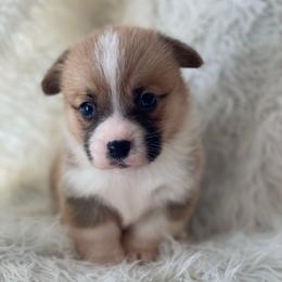 Boy 1 - Sable male Pembroke Welsh Corgi puppy in Morton, Mississippi from Southern Magnolia Corgis