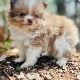 Churro - Chocolate merle male Pomeranian puppy in Buck Valley, Pennsylvania from Buck Valley Pomeranians