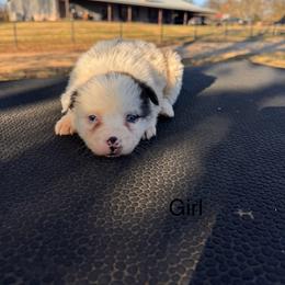Girl 2 - Blue merle female Australian Shepherd puppy in Big Sandy, Texas from Rocking S Ranch