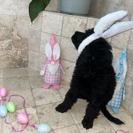 Poodle Puppies from Arindayle Standard Poodles