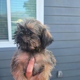 Munchie - Belge male Brussels Griffon puppy in Yucaipa, California from Griffs & Giggles Ranch - The Cortez Family