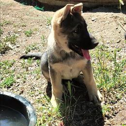Gretchen - Sable female German Shepherd puppy in Red Bluff, California from Ruby's Corgi's