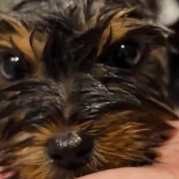 Yorkshire Terriers from Majic multi pups