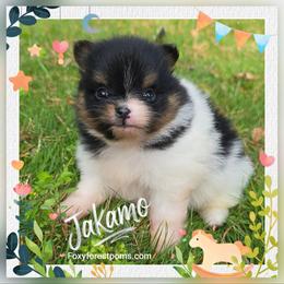 Jakamo - Tri-colored male Pomeranian puppy in Eatonville, Washington from Foxy Forest Poms