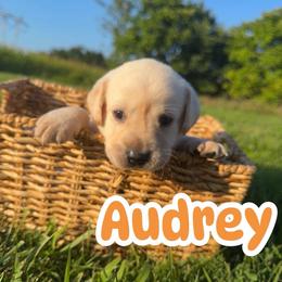 Audrey - Yellow female Labrador Retriever puppy in Lucasville, Ohio from Backwoods Labradors
