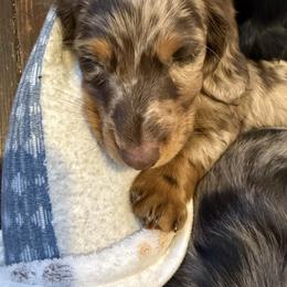 Dachshund Puppies from Birkin’ Paws