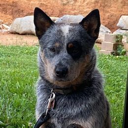 Timber - Australian Cattle Dog