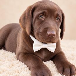 Colt - Chocolate male Labrador Retriever puppy in Chicago, Illinois from Urbane Retrievers
