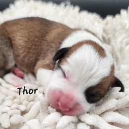 Thor - Red male Pembroke Welsh Corgi puppy in Renton, Washington from Laurel Canyon Kennels