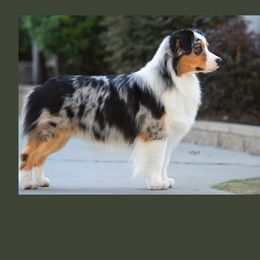 Maverick - Australian Shepherd