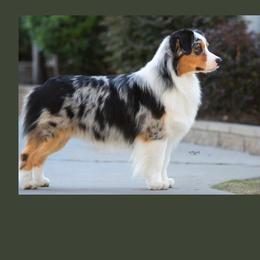 Maverick - Australian Shepherd