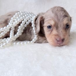 NINA 2nd left to right in group photo - Dapple female Dachshund puppy in Richmond, Virginia from Irresistible Dachshunds & Cavaliers