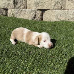 Piebald female 1 - Piebald female Dachshund puppy in San Diego, California from San Diego Dachshunds